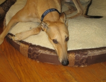 Nisus the greyhound rests in his bed, looking up at the camera